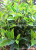 Simulation Green Plant Fuding White Tea Green Plant Tea Green Tea Project DIY Screen Ornament Furnishing Factory Wholesale
