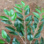 Simulation Fake Leaves Eucalyptus Leaves Shrub Plant Photography DIY Background Leaves Screen Green Landscape Engineering Decoration Wholesale