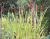 Simulated Leaves Plant Leaves Fragrant Cattail Leaves Spring and Autumn Color Optional Museum Botanical Garden Shooting Wholesale