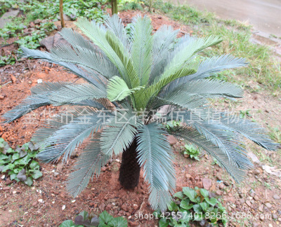 Xiang Rui Artificial Plant Ferns Perilla Leaf Ground Bonsai Tropical Sago Cycas Shopping Mall Decoration Furnishings Factory Sales