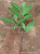 Simulation Green Plant Project Summer Oak Plant Fake Tree Leaves Qinggang Bar Leaves Leaves Banyan Board Leaves Wholesale