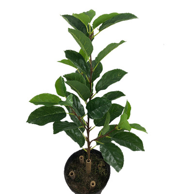 Artificial Plant Fake Pear Tree Fruit Tree Bonsai Pear Leaf Museum Background Shooting Engineering Decoration Wholesale