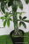 Simulation Plants Green Plants 1.4 M Fortune Leaf Fake Trees Opening New Home Potted Silk Flower Wholesale Artificial Flower