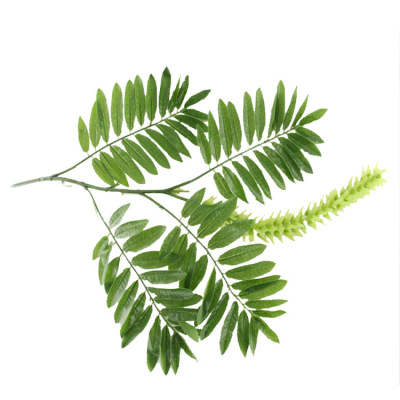 Simulation Fake Leaves Poplar Flower String Maple Poplar Flower Locust Tree Locust Leaves Maple Shrub Green Plant Decoration Sale