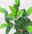 Artificial Plant Tree Small Pot Plant Olive Leaf Olive Fruit Living Room Tree Mini Bonsai Living Room Fruit Tree Factory Batch