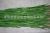 Artificial Reed Artificial Artificial Small Reed Leaf Artificial Flower Leaf Evergreen Plant Reed Flower Engineering Museum Wholesale