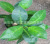 Artificial Plant Fake Camphor Leaves Mini Pot Plant Red Sea Folium Nelumbinis Tree Shooting Table Ornaments Decoration Wholesale with Flowerpot