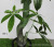 Artificial Plant Wholesale Green Plant Living Room Display Lamination 1.35 M Fortune Leaf Bonsai Fake Trees Floor Bonsai