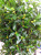 Artificial Osmanthus Tree Artificial Fake Trees Artificial Bonsai Fake Branches Osmanthus Multi-Color Silk Flower Litchi Leaf Factory Wholesale