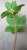 Emulational Fake Tree Leaves Red Sea Folium Nelumbinis Sea Connected Plant Leaf Branches Welding Museum Indoor and Outdoor Decoration Wholesale
