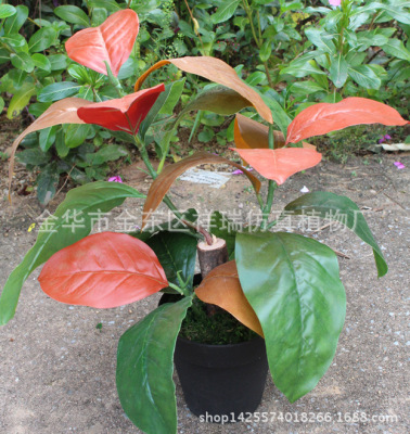 Simulation Plant Fake Mini Pot Plant Jin Si Li Leaves Ficus Altissima Leaves Shooting Table Ornaments Decoration Wholesale with Flower Pot