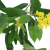 Xiang Rui Emulational Plants and Flowers Five-Fork Osmanthus Fake Leaves Silk Flower Multi-Color DIY Background Shooting Decoration Engineering Wholesale