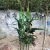 Artificial Sorghum Leaf Single Pole Sorghum Fake Farming Plant Fake Leaves Engineering Museum Set Shooting Factory Wholesale