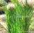 Artificial Green Plant Wet Land Evergreen Plant Reed Leaf Spring and Autumn Color Big Leaf Reed Flower and Leaf Reed Flower Dried Flower Wholesale