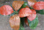 Simulation Plant Fake Mini Pot Plant Jin Si Li Leaves Ficus Altissima Leaves Shooting Table Ornaments Decoration Wholesale with Flower Pot