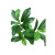 Fruit Models Leaves Plant Green Bar Leaf Oak Leaf Photography Background Leaves Screen Green View Home Decoration Sale