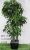 Artificial Plant Bonsai 2.1 M Fortune Leaf Tree Fake Trees Display Fortune Leaf Living Room Decoration Pot Factory