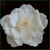 Cheap wholesale artificial pe foam flowers from china for we