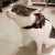 Cat Puppy Pet Harness Dog Supplies Pet Hand Holding Rope Dog Leash Cat Supplies