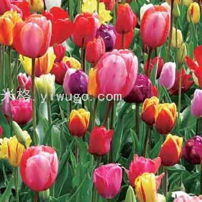 5D Painting Hot Sale 40 * 40cm Three-Dimensional Picture Tulip