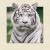 5D Painting Hot Sale 40 * 40cm Stereo Picture Children Tiger Zoo