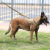 Tactical Training Dog Vest Lightweight Patrol Dog Clothes Spring and Summer Clothing Dog Vest K9 Chest Strap Tactical Dog Clothes