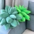 INS Nordic Home Simulation Succulent Pillow Green Bedside Back Cushion/Seat Cushion Birthday Gift for Girls Plush Toy