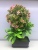 Wholesale Artificial Flower Greenery Bonsai New Plastic Bonsai Living Room Bedroom Desk Decoration Small Ornaments Artificial Flower