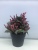 2021 New Black Pot Artificial Plant Plastic Bonsai Office Decorations Living Room Decoration Fake Flower