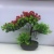 Wholesale Simulation Plant Fake Green Plant Indoor and Outdoor Decoration Plastic Bonsai Miniature Bonsai Emulational Flower and Grass Ornaments