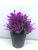 2021 New Black Pot Artificial Plant Plastic Bonsai Office Decorations Living Room Decoration Fake Flower