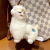 New Cute Pet Cute Alpaca Keychain Pendant Plush Doll Toy Girls' Gifts Prize Claw Little Doll