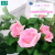 Artificial Rose Fake Flower Decoration Rattan Indoor Living Room Decoration Ceiling Plastic Flowers Air Conditioning Pipe Ratten for Wall Hanging Flower