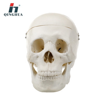 单色人头颅 生物教学教具模型 教学演示用具
