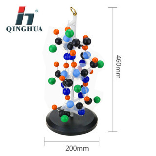QH3212-2 Qinghua Protein Secondary Structure Model a Polo Stick Biological Equipment Factory Sales