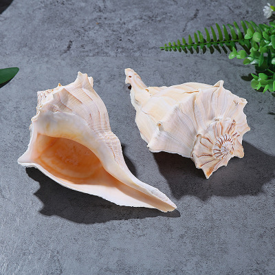 Factory Direct Sales Left-Hand Neptunea Cumingi 17-19cm Large Lucky Fortune Buddhism Worship Super Large Conch Scarcity