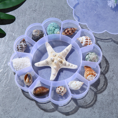 Shell Material Handmade Conch Starfish Specimen Gift Box Children's Marine Life Science Popularization Kindergarten Gifts