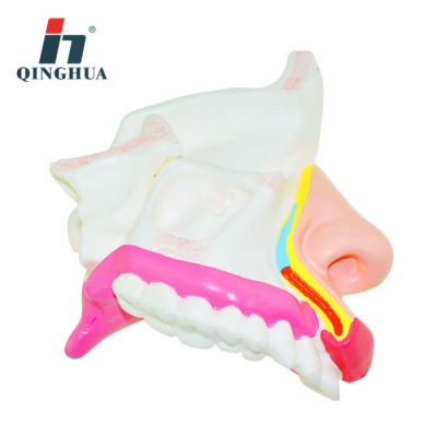 Qinghua Qh3351 Nasal Anatomy Model Human Organ Nose Model Junior and Senior High School Biology Teaching Science and Education Instrument