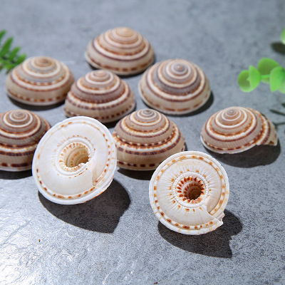Factory Direct Sales Wheel Screw Natural Conch and Shell Decorative Fish Tank Landscape Shell Flower Material 3-5cm Tower Type