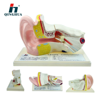 Qinghua 33212 Anatomical Ear Model Medical Use Teaching Display Detachable Teacher Demonstration