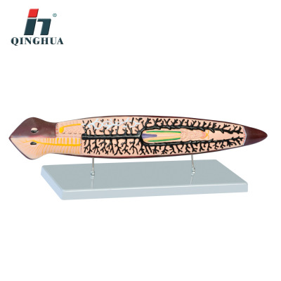 Qinghua Qh3218 Planarian Model Biological Model Laboratory Demonstration Teaching Students