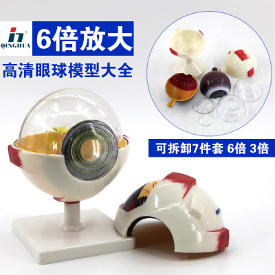 Qinghua Eyeball Anatomy 3 Times 6 Times Structure Construction Model Biological Science and Education Instrument for Teaching