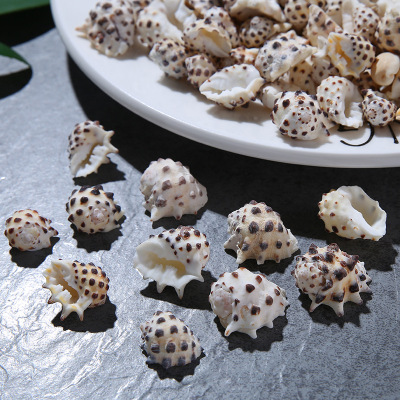 Factory Direct Sales Hermit Crab Shell Small Conch Specimen Conch Black Sesame Conch Gift Production Small White Conch Wholesale