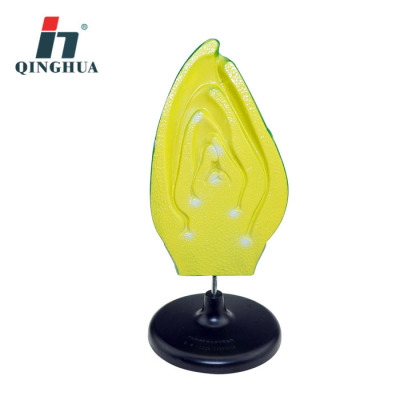 Qinghua X3206 Bud Structure Model Plant Model Junior and Senior High School Biology Teaching Display Science and Education Instrument Medicine