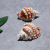Factory Direct Sales 5-9cm Conch Shell Window Decoration Fish Tank Landscape Specimen Conch Twist Triton