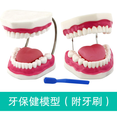 Qinghua Tooth Care Health Care Model Enlarged Large Tooth Cleaning Teaching Mold Oral Care Tooth Model
