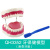Qinghua Tooth Care Health Care Model Enlarged Large Tooth Cleaning Teaching Mold Oral Care Tooth Model