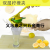 Factory Direct Sales Double Layer Lemon Squeezer