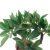 Xiang Rui New Artificial Plant Narrow Base REDLEAF Olive Laurel Pastoral Indoor Balcony Floor Bonsai Furnishings Factory Direct Sales