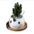 Creative Desktop Plant Decorative Ceramic Flower Pot